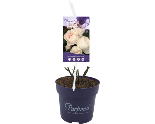 Herzogin Christiana Rose im Topf