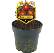 Bodendeckerrose 'Bienenweide Hellrot' FloraSelf Rosa 'Bienenweide Hellrot' H 10-30 cm Co 2 L