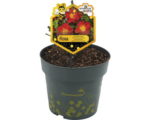 Topfrose Rosa im Topf