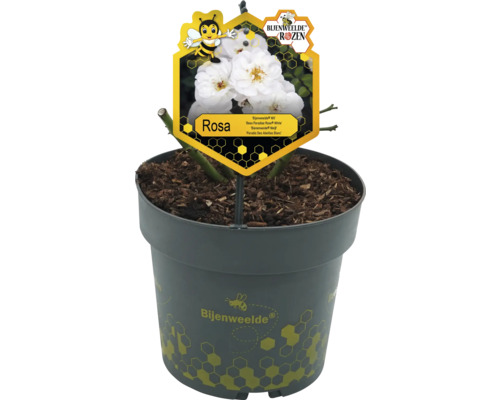 Rosa im Topf mit Sortenschild