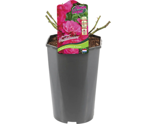 Bodendeckerrose ''Heidetraum'' im Topf
