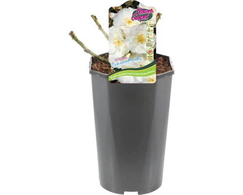 Bodendeckerrose Schneeflocke im Topf