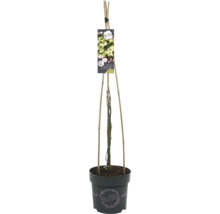Clematis im Topf mit Rankhilfe