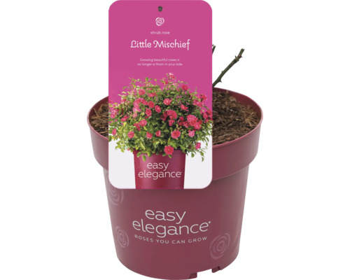Strauchrose Little Mischief im Topf
