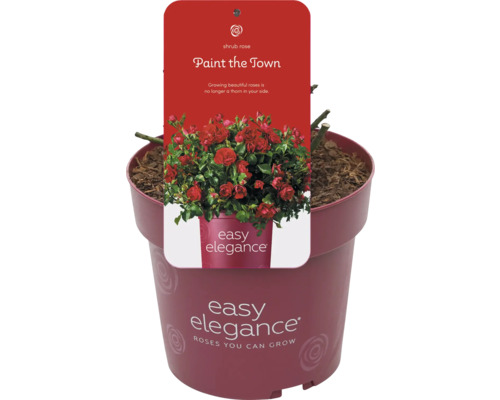 Strauchrose Paint the Town im Topf