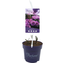 Rose ''Carmen Würth'' im Topf