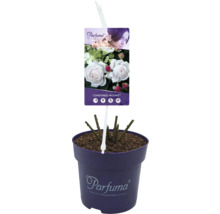 Duftrose 'Constanze Mozart' FloraSelf Rosa 'Constanze Mozart' H 10-60 cm Co 6 L