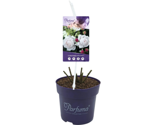 Rose im Topf mit Etikett ''Constanze Mozart''