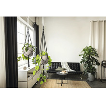 Wohnzimmer mit Hängetöpfen, Sofa und Zimmerpflanzen