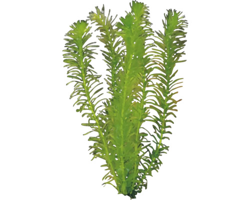 Wasserpest für Aquarien