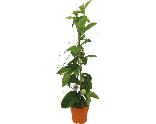 Passionsblume im Topf mit Rankhilfe