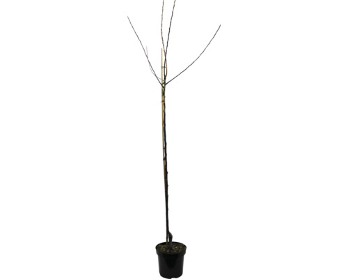 Bio Herbstapfel 'Tulpenapfel' FloraSelf Bio Malus domestica 'Tulpenapfel' Stammhöhe ca. 120 cm Gesamthöhe ca. 150-180 cm lagerfähig Historische/Alte Sorte