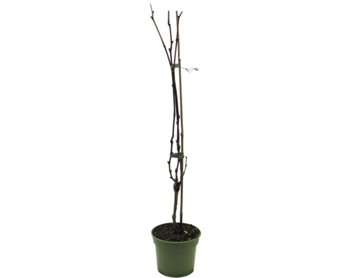 Junge Weinrebe im Topf mit Stützpfahl