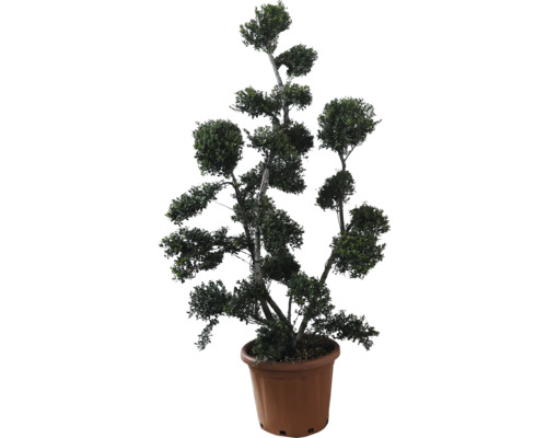 Bergilex, Japanische Stechpalme Bonsai FloraSelf Ilex crenata 'Green Hedge' H 120-140 cm Co 25 L