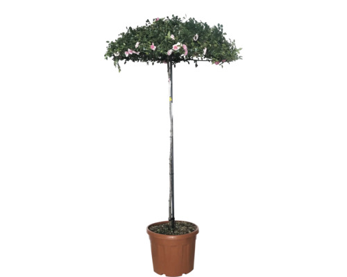 ADR-Rosen in Sorten FloraSelf H 150-175 cm Schirm Co L wiederblühend
