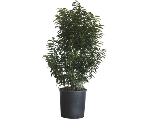 Portugiesischer Kirschlorbeer FloraSelf Prunus lusitanica 'Angustifolia' H 100-125 cm Co 25 L