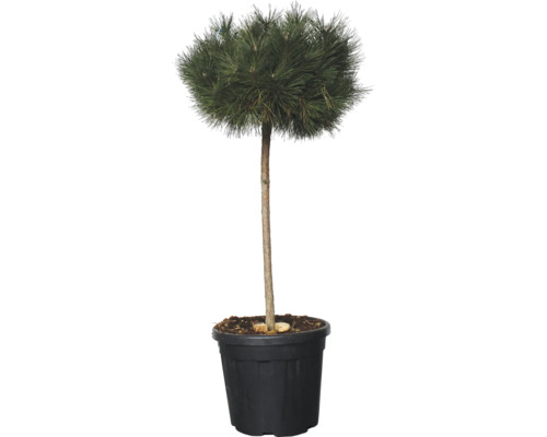 Wald-Kiefer FloraSelf Pinus sylvestris 1/2 Stamm Gesamthöhe ca. 150 cm Co 25 L