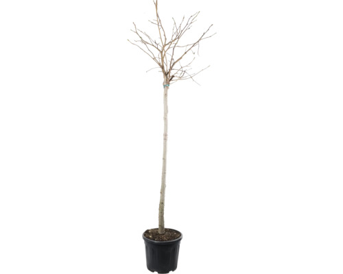 Kugel-Amberbaum Stamm FloraSelf Liquidambar styraciflua 'Gumball' H ca. 150 cm Co 18 L