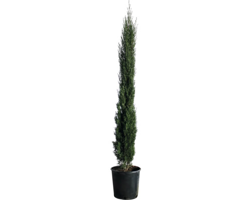 Mittelmeer-Zypresse 'Totem' FloraSelf Cupressus sempervirens 'Totem' H 100-125 cm Co 10 L