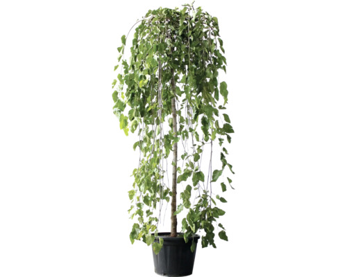 Weißer Maulbeerbaum 'Pendula' Halbstamm FloraSelf Morus alba 'Pendula' Co 18 L Trauerbirke im Topf