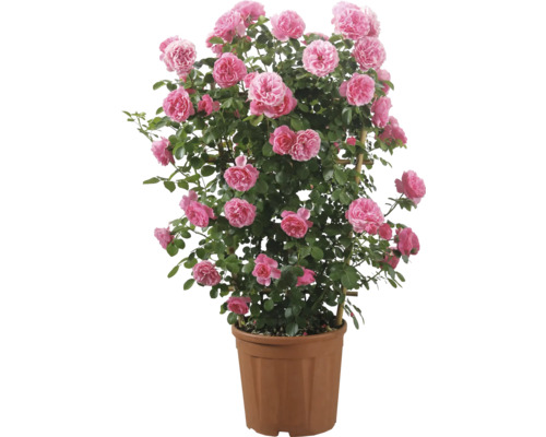 ADR-Rosen Spalier in Sorten FloraSelf Co 12 L wiederblühend