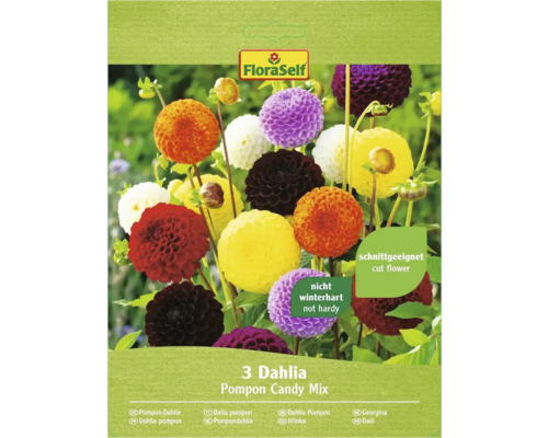 Blumenzwiebel FloraSelf Dahlie 'Pompon Candy Mix' 3 Stk