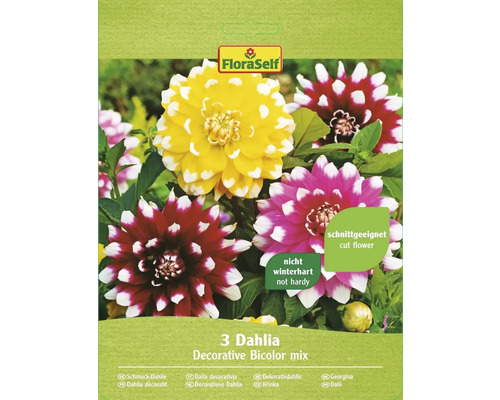 Blumenzwiebel FloraSelf Dahlie 'Bicolor Mischung' 3 Stk