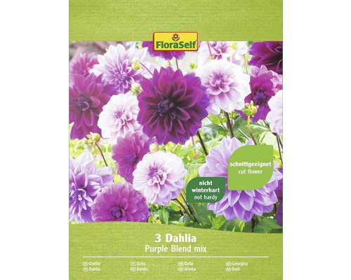 Blumenzwiebel FloraSelf Dahlie 'Purple Blend Mix' 3 Stk