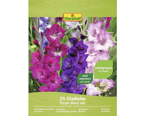 Blumenzwiebel FloraSelf Gladiolen 'Purple Blend' 25 Stk