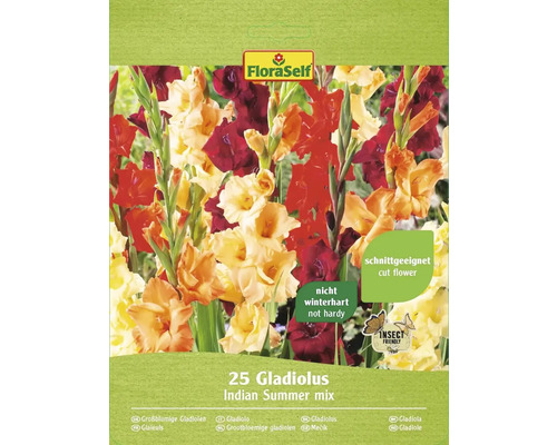 Blumenzwiebel FloraSelf Gladiolen 'Indian Summer' 25 Stk