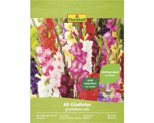 Blumenzwiebel FloraSelf Gladiolen 'Grossblumiger Mix' 40 Stk