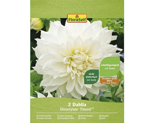 Blumenzwiebel FloraSelf Dahlie 'Fleurel' 2 Stk