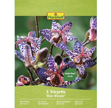Verpackung mit drei winterharten Tricyrtis Blue Wonder Pflanzen von FloraSelf