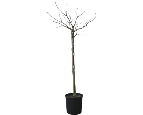 Seidenbaum 'Ombrella' FloraSelf Albizia julibrissin 'Ombrella' Stammhöhe ca. 105 cm Gesamthöhe ca. 160 cm Co 18 L