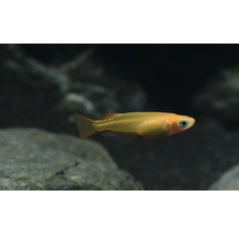 Goldener Reisfisch im Aquarium