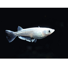 Medaka-Fisch, Aquarienfisch