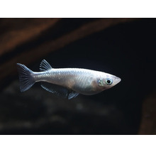 Kleiner Silberfisch im Aquarium