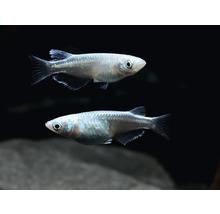 Zwei Japanische Reisfische im Aquarium