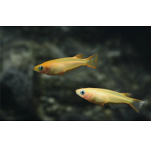 Zwei Goldene Reisfische für das Aquarium