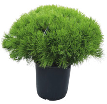 Strauchkiefer, Zwerg-Rotkiefer Pinus densiflora 'Alice Verkade' H 80-100 cm B ca. 80 cm Co 35 L