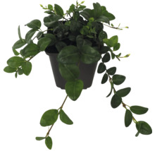 Im Topf gezogene Kletterpflanze