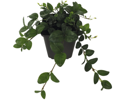 Im Topf gezogene Kletterpflanze