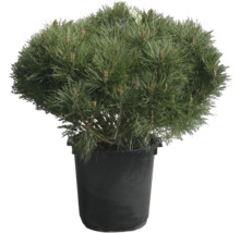 Strauchkiefer, Zwerg-Rotkiefer Pinus densiflora 'Alice Verkade' H 80-100 cm B ca. 80 cm Co 35 L