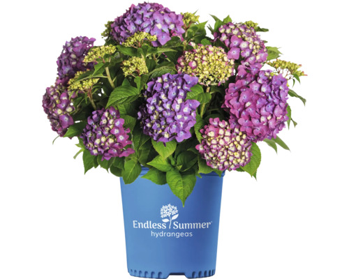 Hortensie Endless Summer® Lila Hydrangea Macrophylla Hornbach 9963