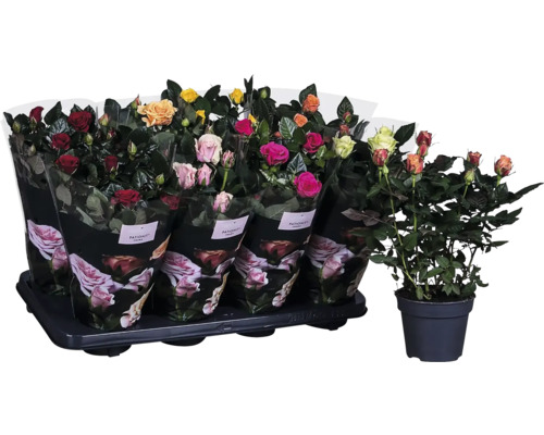 Rosen-Sortiment im Topf auf einer Trage