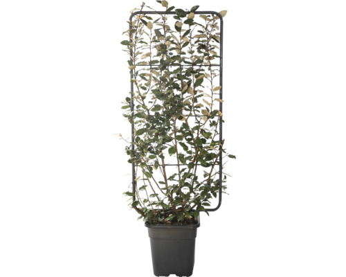 Wintergrüne Ölweide 'Compacta' Spalier FloraSelf Elaeagnus ebbingei 'Compacta' H 110 B 50 cm Co 18 L