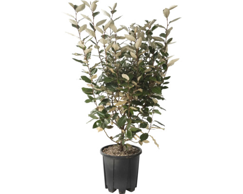 Wintergrüne Ölweide 'Compacta' FloraSelf Elaeagnus ebbingei 'Compacta' H 50-60 cm Co 5 L