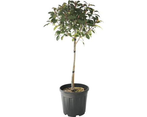 Glanzmispel Stämmchen FloraSelf Photinia fraseri 'Red Robin' Stammhöhe 45 cm Co 15 L Lorbeerbaum im Topf