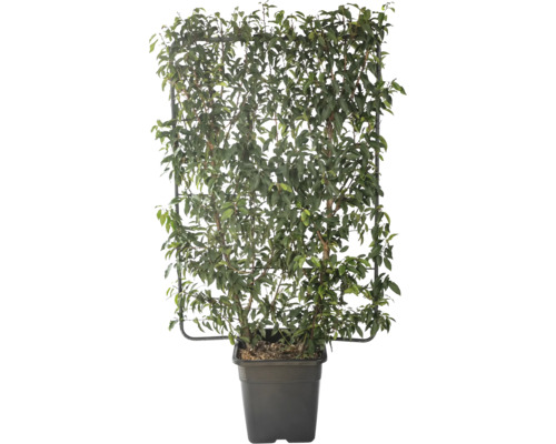 Portugiesischer Kirschlorbeer Spalier FloraSelf Prunus lusitanica H 120 cm B 80 cm Co 30 L