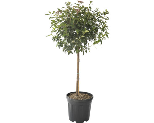 Mittelmeer Schneeball Stämmchen FloraSelf Viburnum tinus Stammhöhe 45 cm Co 15 L